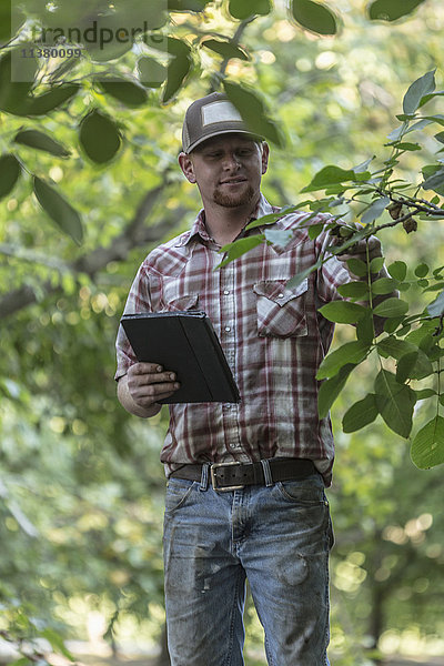 Kaukasischer Mann hält digitales Tablet und prüft Walnüsse in einem Obstgarten