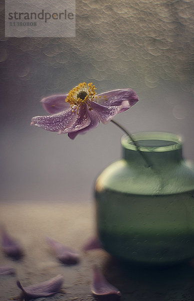 Gefallene Blütenblätter einer Blume in einer Vase