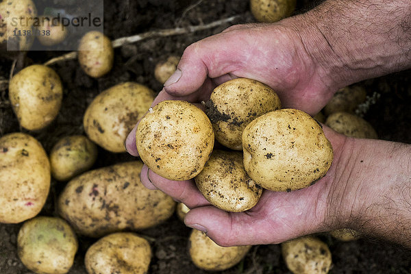 Gärtner hält Kartoffeln in den Händen