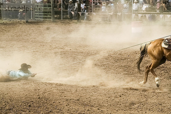 Pferd zieht Cowboy am Seil beim Rodeo