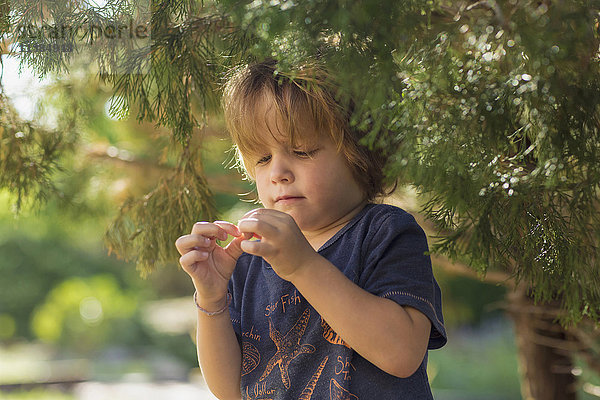 Kaukasischer Junge  der eine Beere vom Baum untersucht