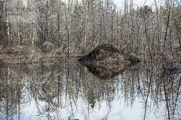 Spiegelung von Damm und Bäumen im See