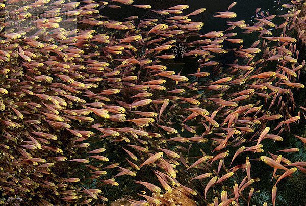 Glasfischschwarm  Ferkelfeger (Parapriacanthus ransonneti)  Rotes Meer  Ägypten  Afrika