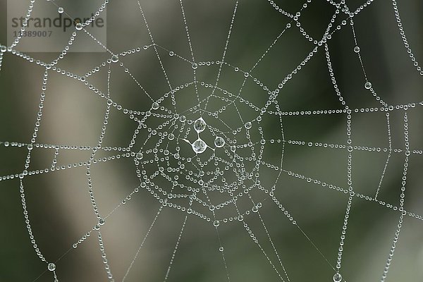 Spinnennetz mit Morgentau