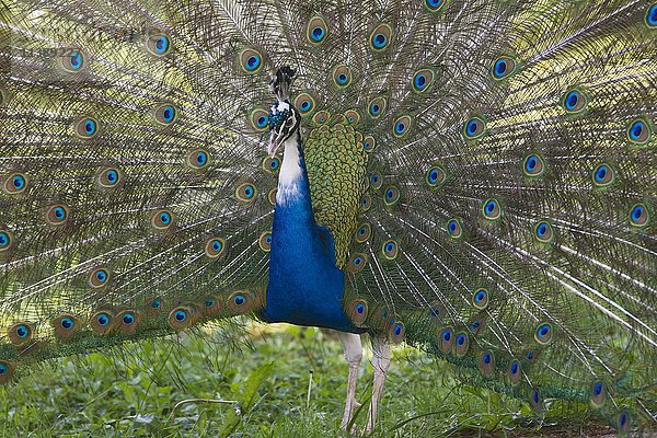 Indischer oder blauer Pfau (Pavo cristatus mut. Pied)  Mutation  Spreizung der Federn  in Gefangenschaft