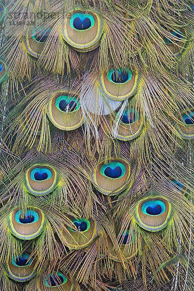 Indischer oder blauer Pfau (Pavo cristatus mut. Pied)  Schwanzfedern