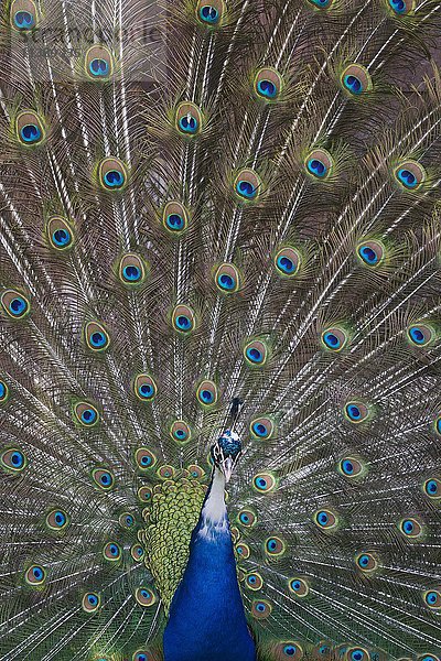 Indischer oder blauer Pfau (Pavo cristatus mut. Pied)  Mutation  Spreizung der Federn  in Gefangenschaft