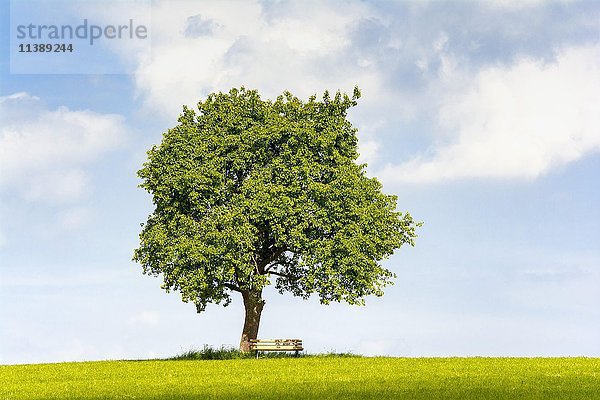 Birnbaum (Pyrus) mit Bank  Baden-Württemberg  Deutschland  Europa