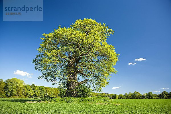 Einsame alte Eiche (Quercus robur) auf Feld im Frühling  Huteeiche  Hutebaum  frische grüne Blätter  Reinhardswald  Beberbeck  Hessen  Deutschland  Europa