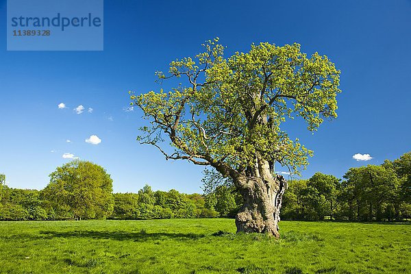 Knorrige alte Eiche (Quercus robur) auf Feld im Frühling  Huteeiche  Hutebaum  frisches grünes Laub  Reinhardswald  Beberbeck  Hessen  Deutschland  Europa