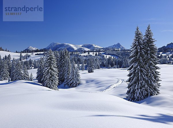 Verschneite Winterlandschaft  Allgäuer Alpen  bei Bad Hindelang  Oberallgäu  Allgäu  Bayern  Deutschland  Europa