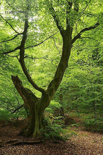 Alte knorrige Hainbuche (Carpinus betulus) in ehemaliger Waldweide  Reinhardswald  Sababurg  Hessen  Deutschland  Europa