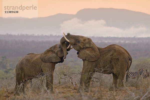Zwei afrikanische Elefanten (Loxodonta africana) im spielerischen Kampf  Morgenstimmung  Zimanga Private Game Reserve  KwaZulu-Natal  Südafrika  Afrika
