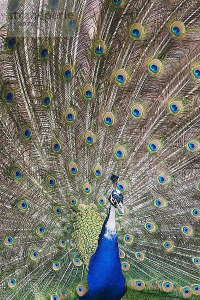 Indischer oder blauer Pfau (Pavo cristatus mut. Pied)  Mutation  Spreizung der Federn  in Gefangenschaft