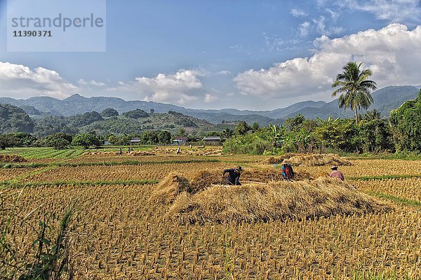 Reisernte  Abgeerntetes Reisfeld  Reisfelder  Provinz Chiang Rai  Thailand  Asien