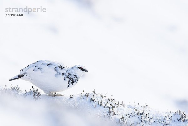 Alpenschneehuhn (Lagopus muta) im Schnee  Winter  Cairngorms National Park  Schottische Highlands  Schottland  Vereinigtes Königreich  Europa