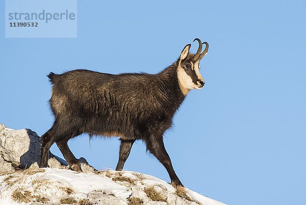 Gämse (Rupicapra rupicapra) im Winter  Schnee  Berchtesgadener Alpen  Salzburg  Österreich  Europa