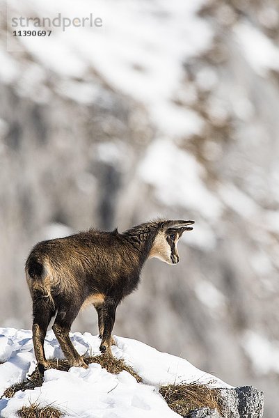 Gämse (Rupicapra rupicapra) im Winter  Schnee  Jungtier  Berchtesgadener Alpen  Salzburg  Österreich  Europa