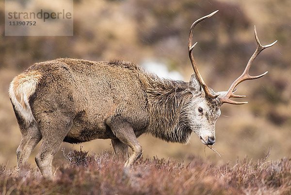 Rothirsch (Cervus elaphus) im Regen  Heideland  Schottische Highlands  Schottland  Vereinigtes Königreich  Europa