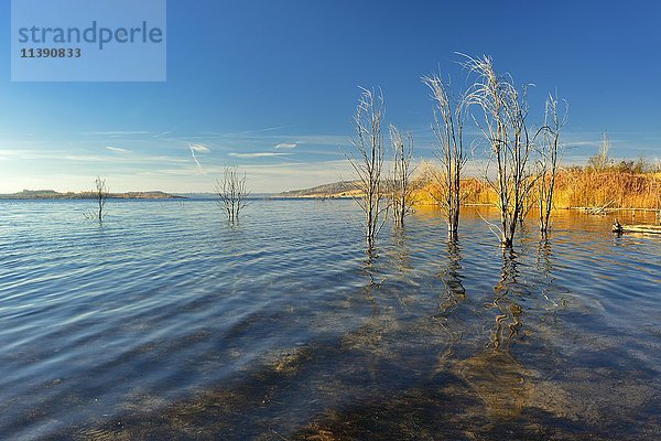 Geiseltalsee im Herbst mit abgestorbenen Bäumen im Wasser  See aus Tagebaurestloch  Mücheln  Sachsen-Anhalt  Deutschland  Europa