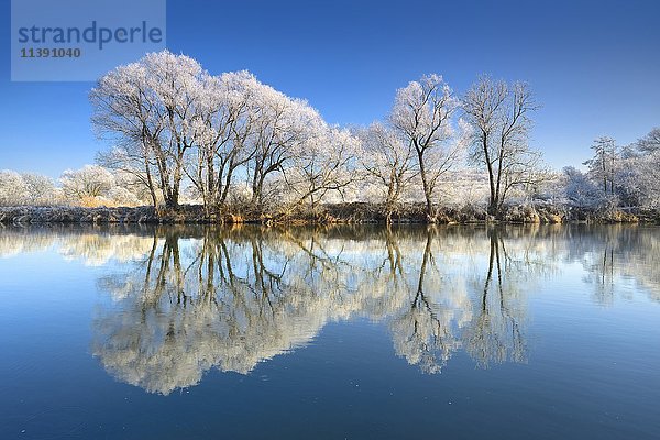 Bäume mit Raureif  Spiegelung im Fluss Saale  in Weißenfels  Sachsen-Anhalt  Deutschland  Europa