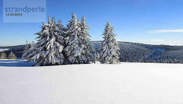 Winterlandschaft am Fichtelberg  schneebedeckte Fichten  Erzgebirge  Sachsen  Deutschland  Europa