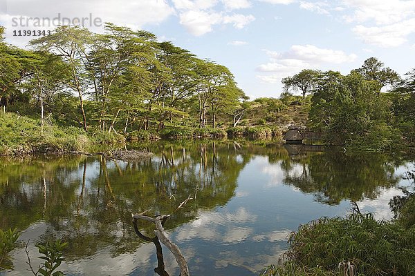 Oberlauf der Mzima-Quellen  Tsavo West National Park  Taita-Taveta County  Kenia  Afrika