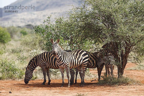 Steppenzebras (Equus quagga) stehen im Schatten unter Büschen  Tsavo West National Park  Taita-Taveta County  Kenia  Afrika