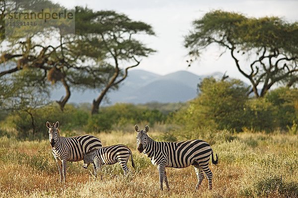 Steppenzebras (Equus quagga)  Akazien im Rücken  Tsavo West National Park  Taita-Taveta County  Kenia  Afrika