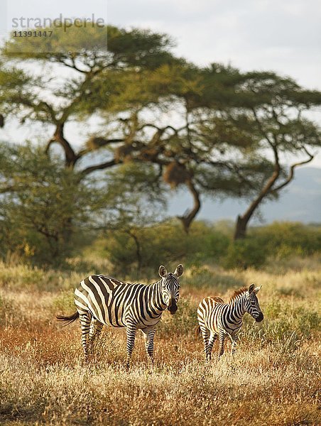 Steppenzebra (Equus quagga)  mit Jungtier  Akazien im Rücken  Tsavo West National Park  Taita-Taveta County  Kenia  Afrika