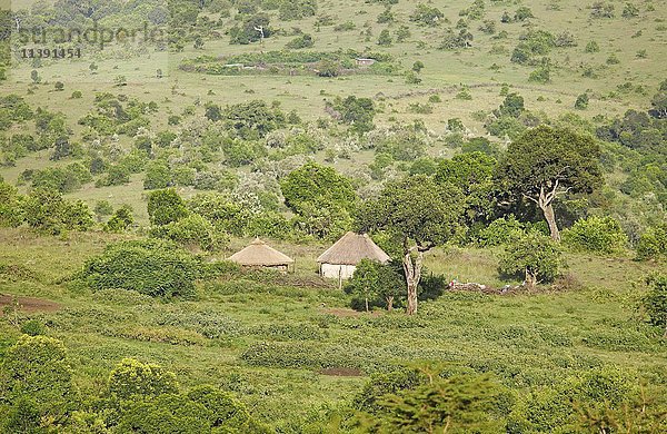 Maasai-Bandas auf dem Land  Mara-Dreieck  Maasai Mara Nationalreservat  Bezirk Narok  Kenia  Afrika