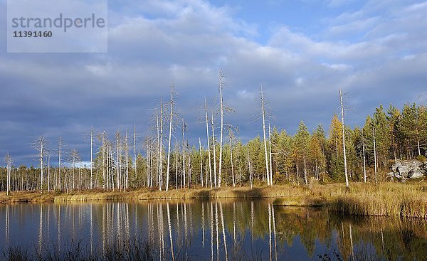 Lammasjärvi-See in der finnischen Taiga  Kuhmo  Kainuu  Nordkarelien  Finnland  Europa
