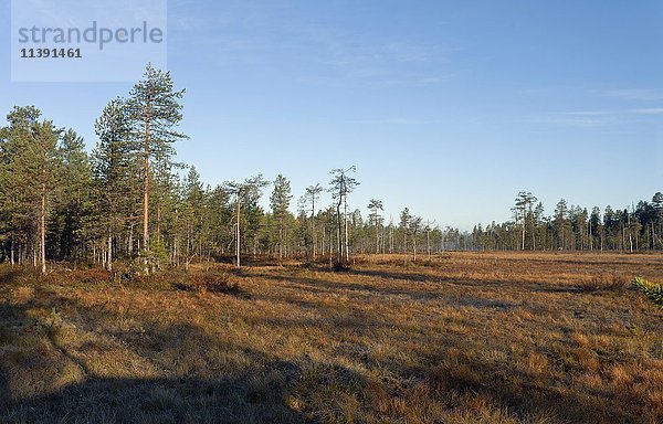 Wald in der finnischen Taiga  Kuhmo  Kainuu  Nordkarelien  Finnland  Europa