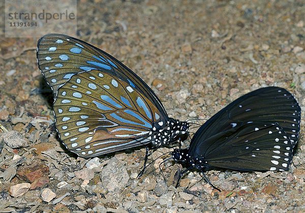 Blauer Glastiger (Ideopsis vulgaris macrina)  Kaeng Krachan National Park  Phetchaburi  Thailand  Asien