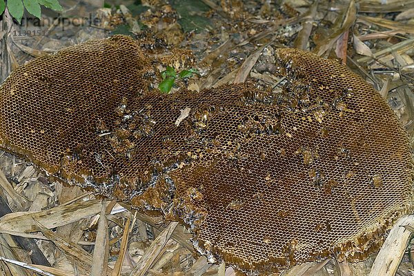 Honigwaben von Wildbienen (Apis sp.) im Dschungel  Kaeng Krachan  Phetchaburi  Thailand  Asien