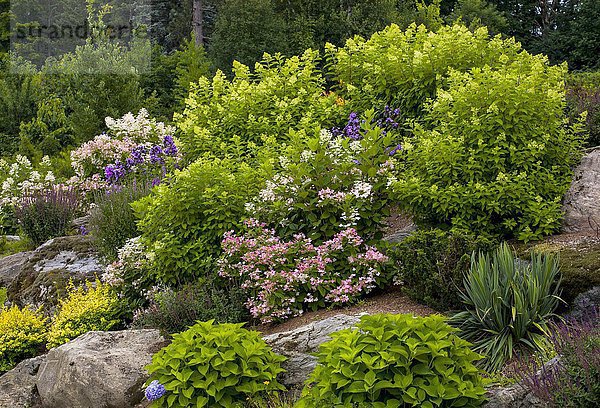 Steingarten mit verschiedenen blühenden Pflanzen  Quebec  Kanada  Nordamerika