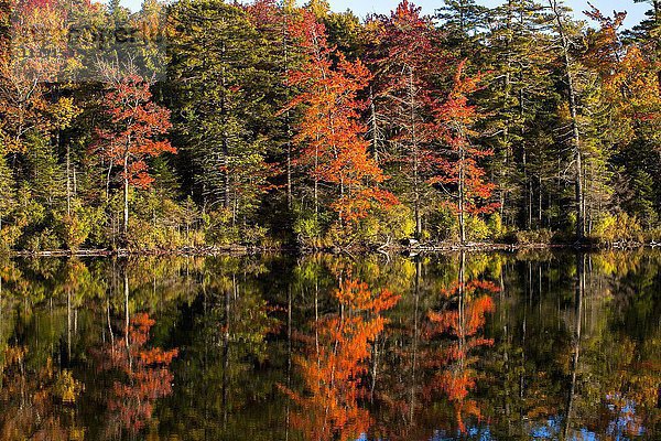 Mischwald  Herbstfarben  Bäume spiegeln sich im See  Eastern Townships  West Bolton  Quebec  Kanada  Nordamerika