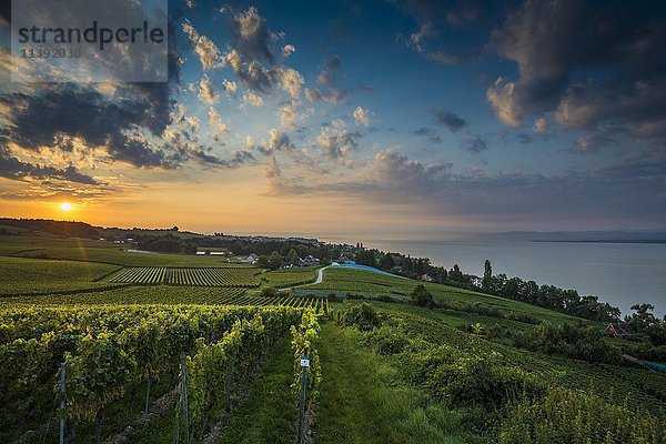 Weinberge zwischen Hagnau und Meersburg  Sonnenaufgang  bewölkter Himmel  Bodensee  Baden-Württemberg  Deutschland  Europa