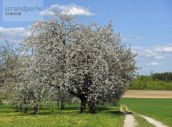 Blühende Obstbäume  Seidmar  Leutenbach  Oberfranken  Franken  Bayern  Deutschland  Europa