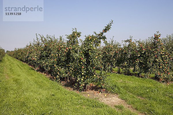 Apfelbäume  Spalier  Obstgarten  Altes Land  Niedersachsen  Deutschland  Europa