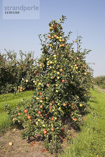 Apfelbäume  Spalier  Obstgarten  Altes Land  Niedersachsen  Deutschland  Europa