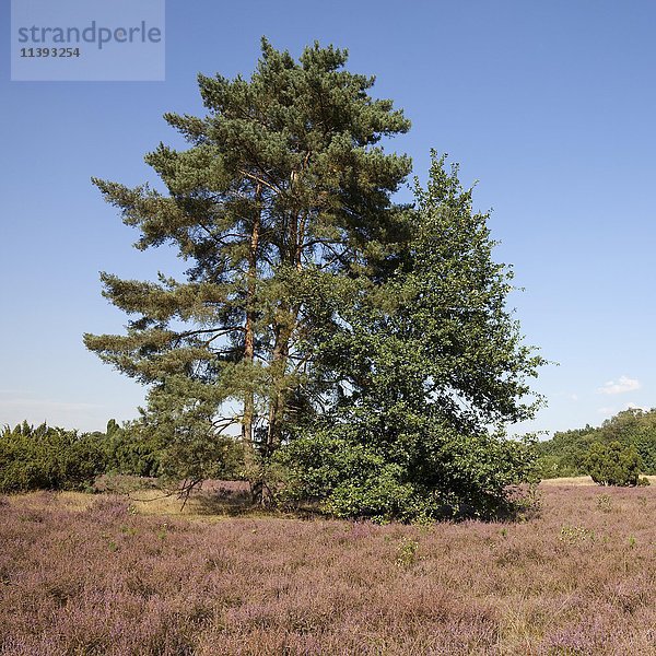 Kiefer (Pinus) in blühendem Heideland  Westruper Heide  Münsterland  Nordrhein-Westfalen  Deutschland  Europa