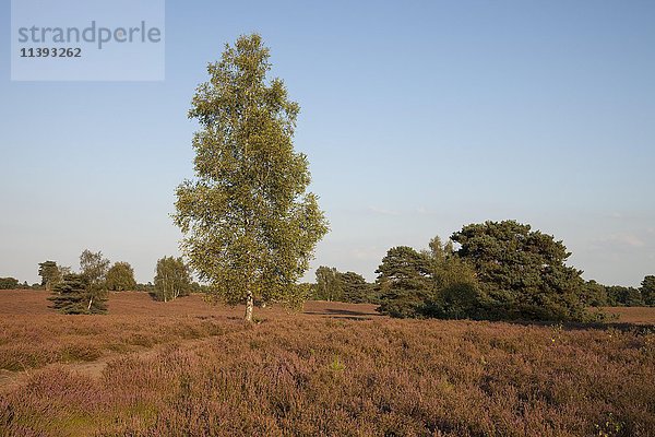 Birke (Betula)  blühendes Heidekraut  Westruper Heide  Naturschutzgebiet  Münsterland  Nordrhein-Westfalen  Deutschland  Europa