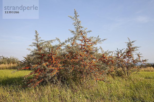 Gewöhnlicher Sanddorn (Hippophae rhamnoides) mit orangefarbenen Früchten  Bergkamen  Nordrhein-Westfalen  Deutschland  Europa