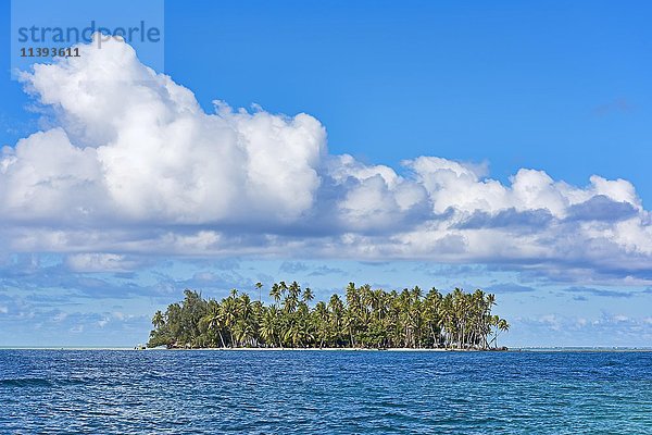 Kleine einsame Insel mit Palmen  Raiatea  Französisch-Polynesien  Südpazifik  Ozeanien