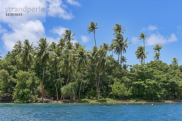 Palmenstrand auf Raiatea  Französisch-Polynesien  Südpazifik  Ozeanien