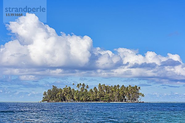 Kleine Insel mit Palmen  Raiatea  Südpazifik  Französisch-Polynesien  Ozeanien