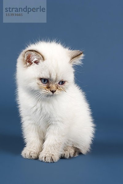 Britisch Kurzhaar Katze  Kätzchen  weiß
