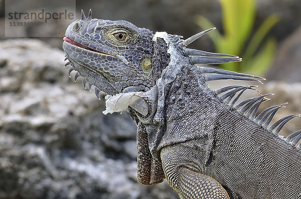 Grüner Leguan (Iguana iguana)  Häutung  Porträt  Distrikt Corozal  Belize  Mittelamerika