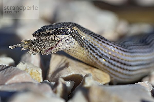 Verblichene Schwarzstreifennatter (Coniophanes schmidti) beim Fressen von Beute  Corozal District  Belize  Zentralamerika